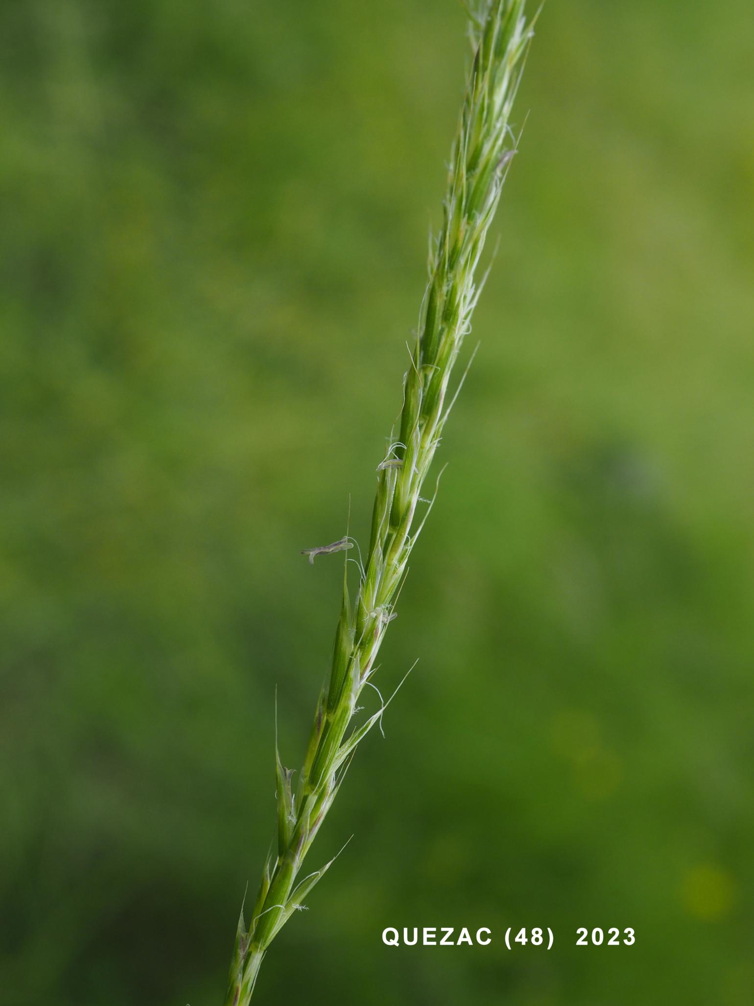 Oat, French